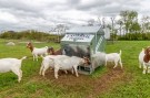 /1250L-Ultimate-Sheep-Feeder-US